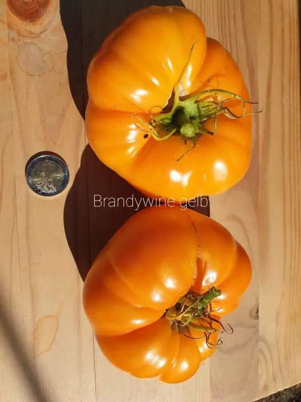 Tomaten: Brandywine gelb