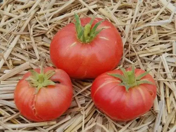 Tomaten: Brandywine Glicks