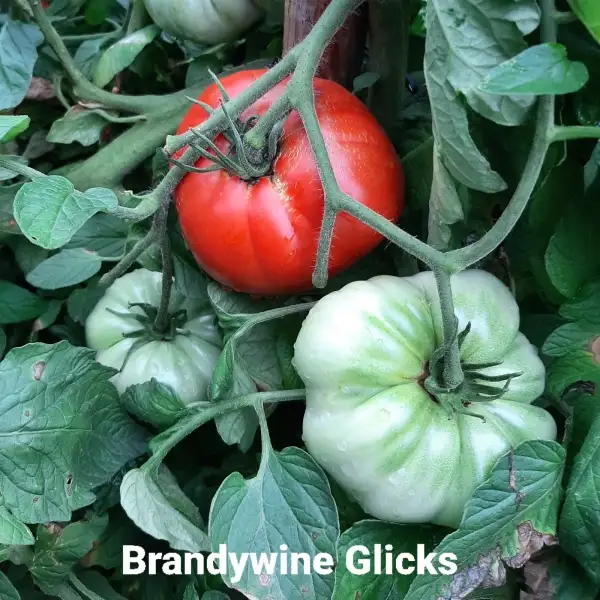 Tomaten: Brandywine Glicks