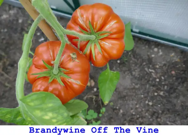 Tomaten: Brandywine Off The Vine