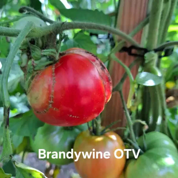 Tomaten: Brandywine OTV, Brandywine Off The Vine