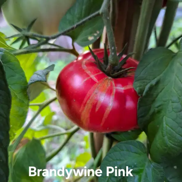 Tomaten: Brandywine Pink