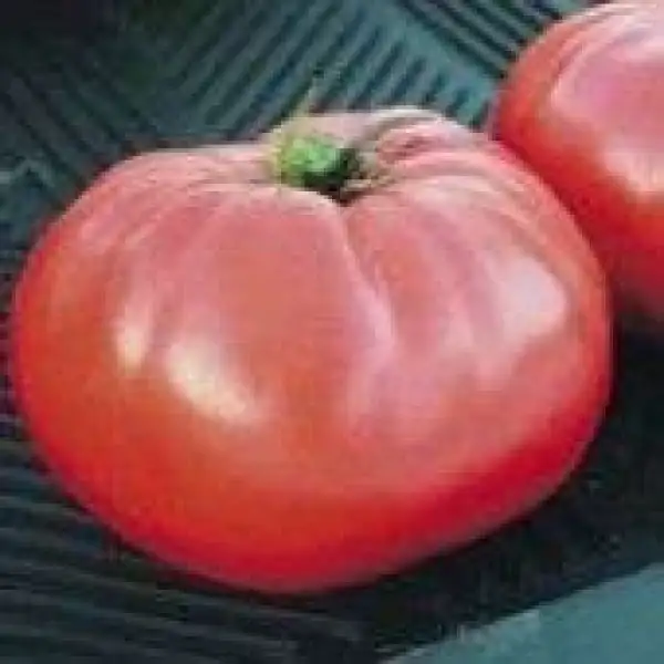 Tomaten: Brandywine Pink