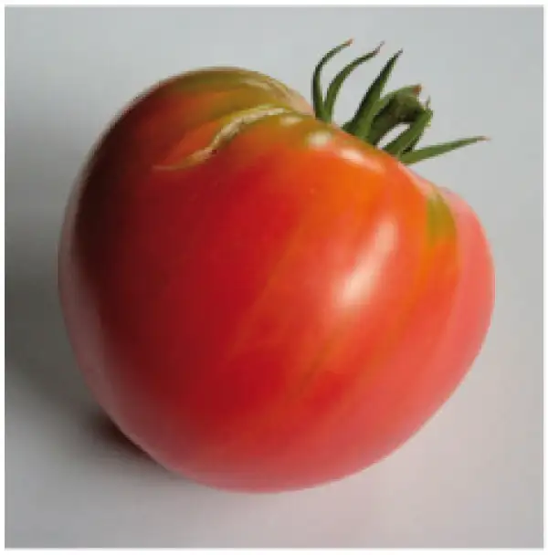 Tomaten: Brandywine Pink