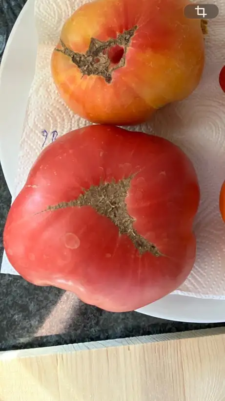 Tomaten: Brandywine Pink