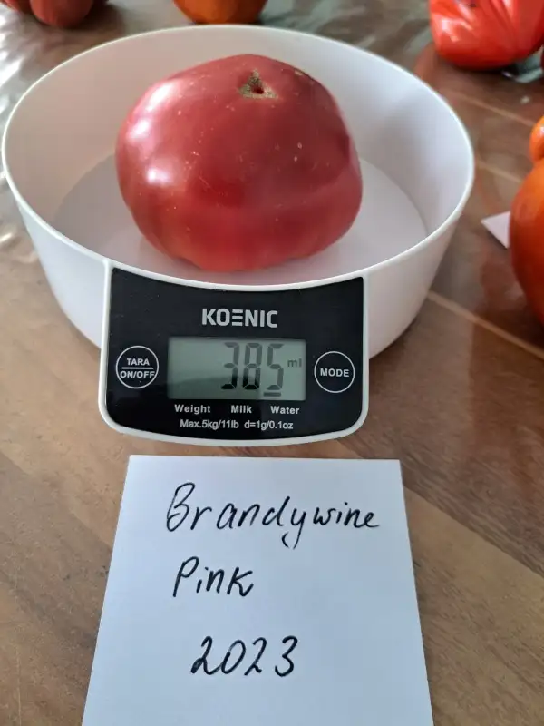 Tomaten: Brandywine Pink