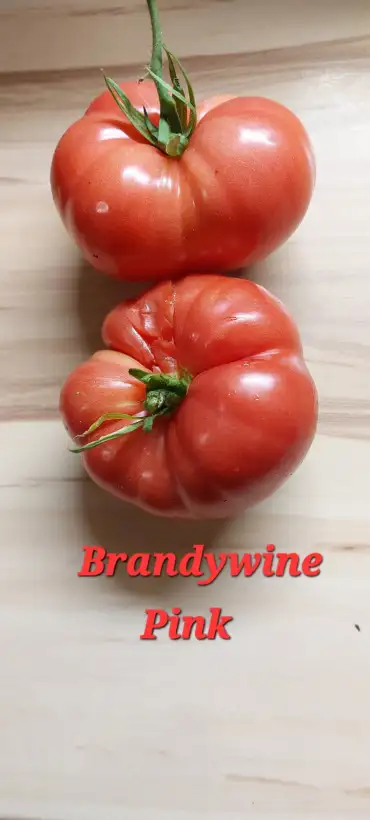 Tomaten: Brandywine Pink