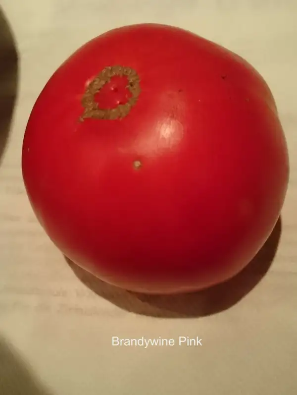 Tomaten: Brandywine Pink