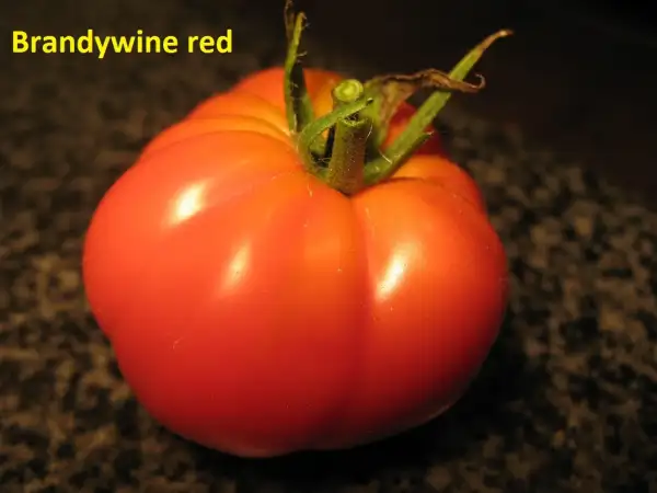 Tomaten: Brandywine Red