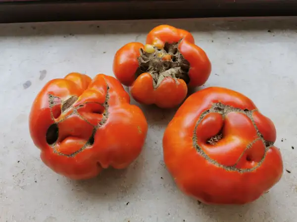 Tomaten: Brandywine Red
