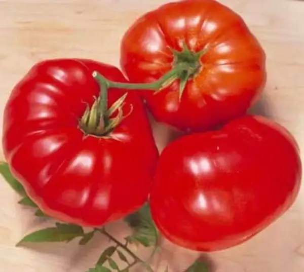 Tomaten: Brandywine Red