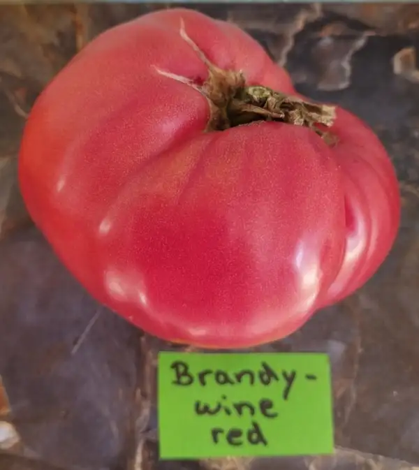 Tomaten: Brandywine Red