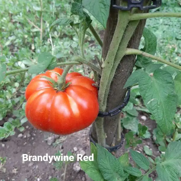 Tomaten: Brandywine Red