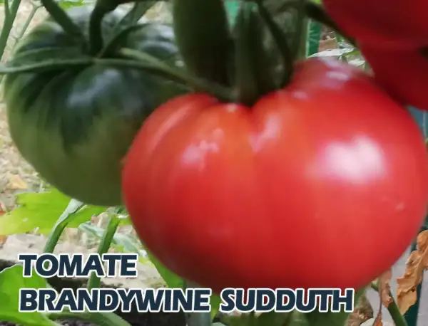 Tomaten: Brandywine Sudduth