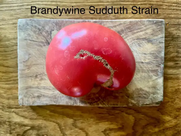 Tomaten: Brandywine Sudduth Strain