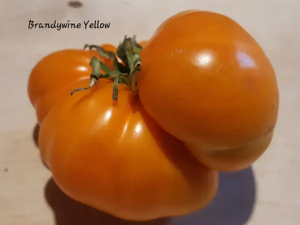 Tomaten: Brandywine Yellow