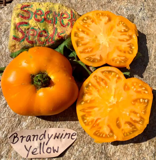 Tomaten: Brandywine Yellow