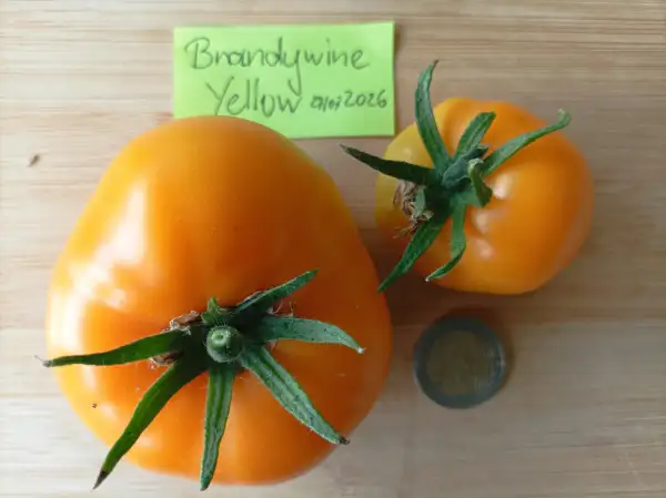 Tomaten: Brandywine Yellow