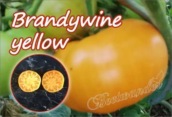 Tomaten: Brandywine Yellow