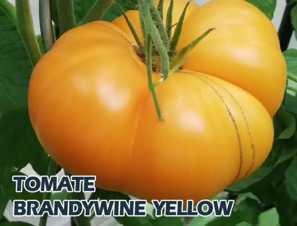 Tomaten: Brandywine Yellow