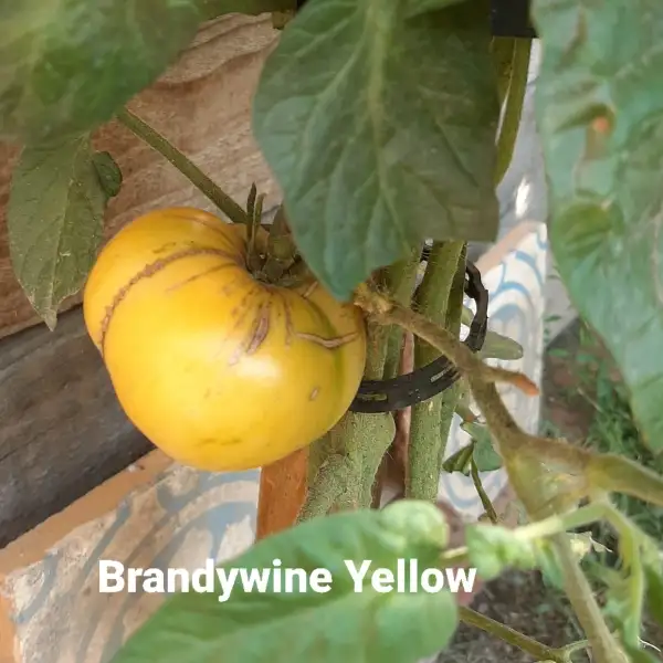 Tomaten: Brandywine Yellow