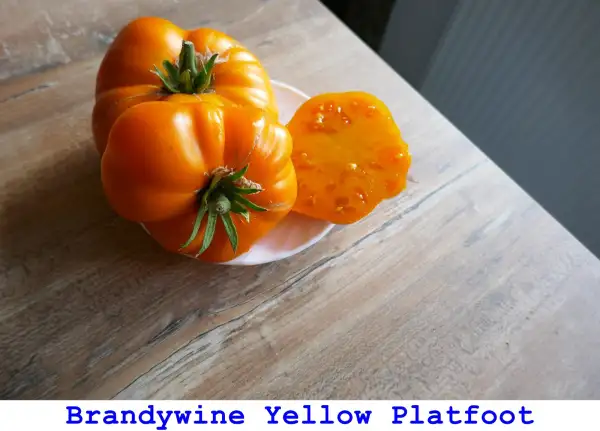 Tomaten: Brandywine Yellow Platfoot