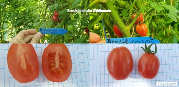 Tomaten: Brasielianische Wildtomate - Massenträger/Freilandgeeignet