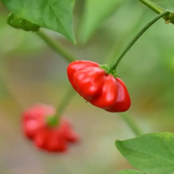 Chili: Brasilianische Starfish