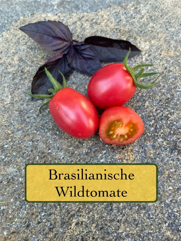 Tomaten: Brasilianische Wildtomate
