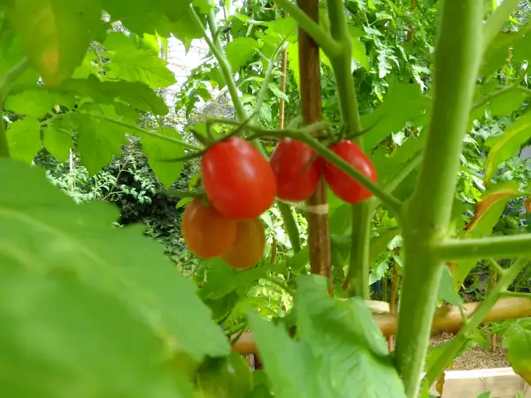 Tomaten: Brasilianische Wildtomate ( Kat# 2802 )