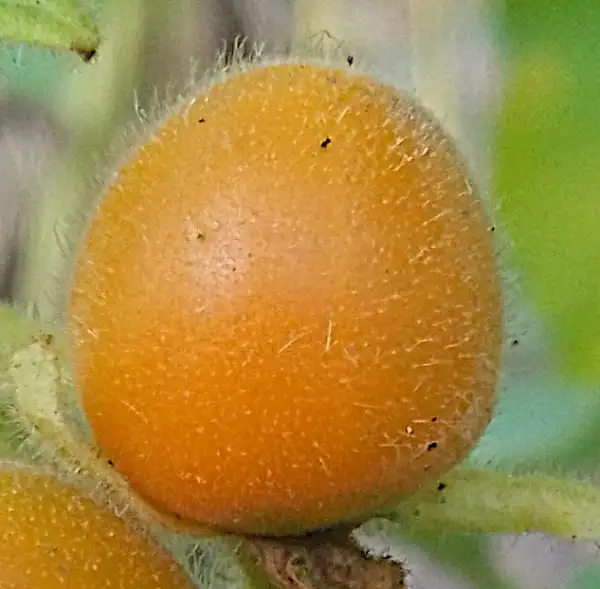 Beeren: Brasilianischer Samtpfirsich, ca. 2m hohe Pflanze mit 2cm großen Beeren, die nach Aprikose schmecken.