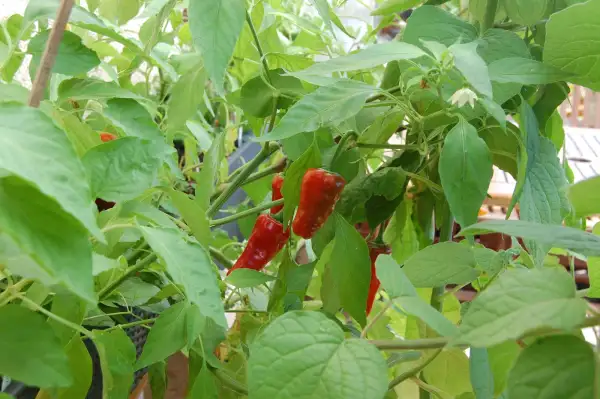 Chili / Paprika: Bratpaprika