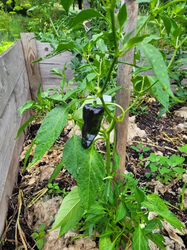 Chili / Paprika: Bratpaprika Pimientos de Padron