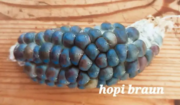 Mais: Braun Hopi, Zuckermais
