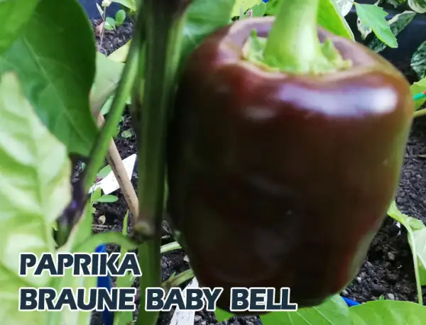 Paprika: braune Baby Bell