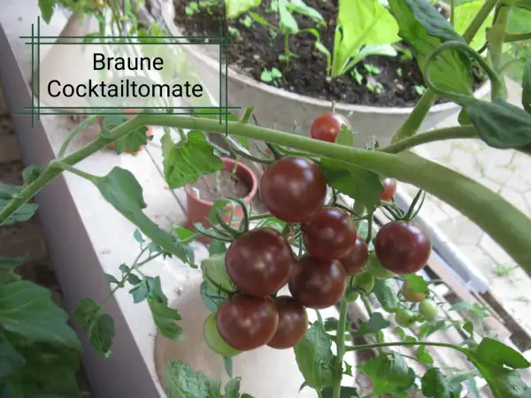 Tomaten: Braune Cocktail