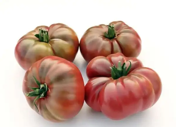 Tomaten: Braune Maltizer