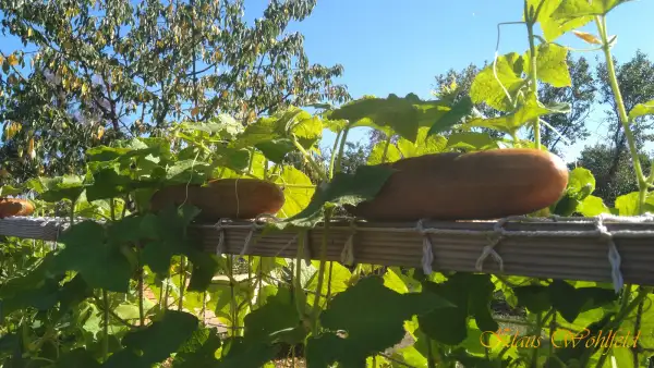 Gurken: Braune Netzgurke