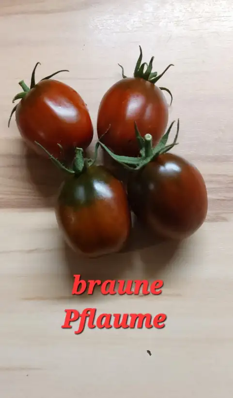 Tomaten: Braune Pflaume