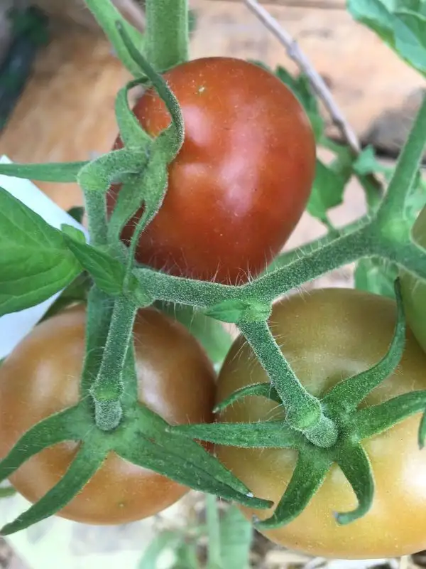 Tomaten: Braune Salattomate