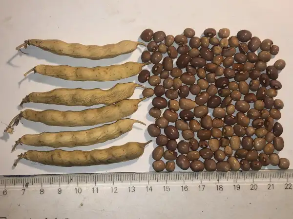 Bohnen: Braune Tereza