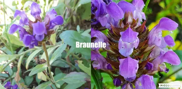 Blumen: Braunelle - Blau