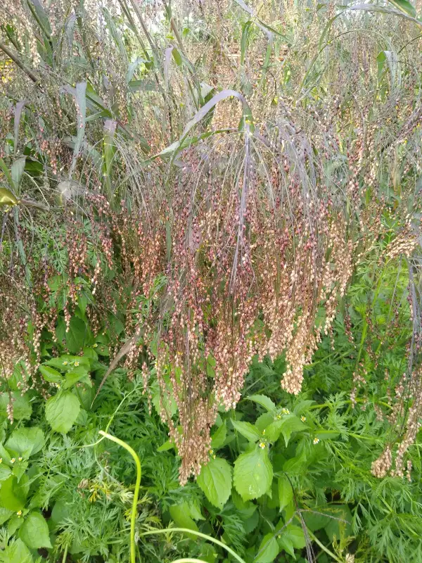 andere Gemüse: Braunhirse
