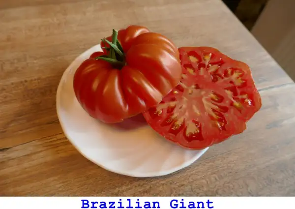 Tomaten: Brazilian Giant