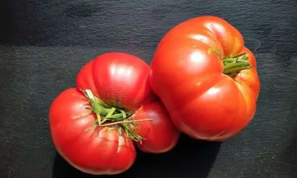 Tomaten: Brazilian Giant