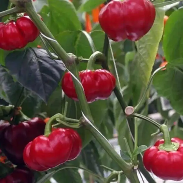 Chili: Brazilian Pumpkin