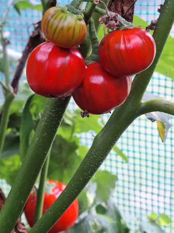 Auberginen: Brazilian Scarlet