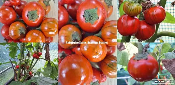 Auberginen: Brazilian Scarlet