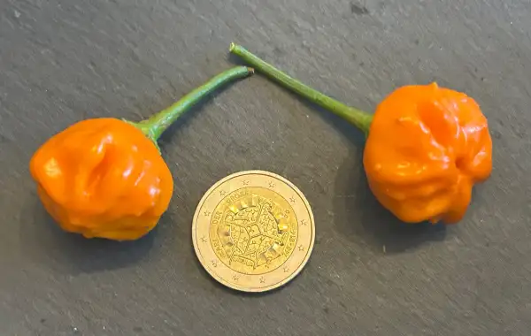 Chili / Paprika: Brazilian Starfish Orange