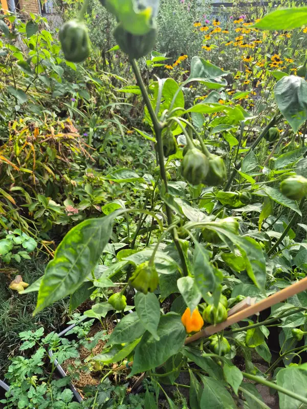 Chili / Paprika: Brazilian Starfish yellow